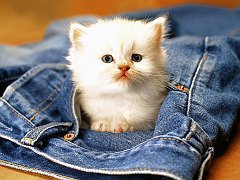 The Little Explorer
